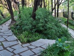 -嘉定紫藤园