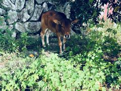 -杨家堂村