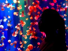 -成都浩海立方海洋公园