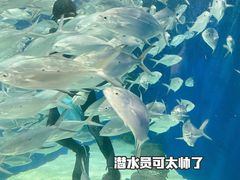 -上海海洋水族馆