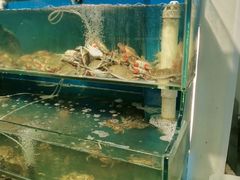 -仙螺岛海鲜自助餐厅(总店)