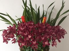 -新湖明珠城