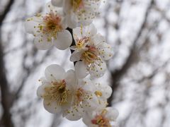 -香雪海