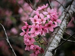 -中国科学院华南植物园