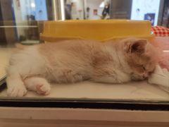 -babydoll猫舍·米努特·德文·缅因(久光中心店)