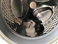 -欣宠猫屋·矮脚拿破仑·蓝金金渐层