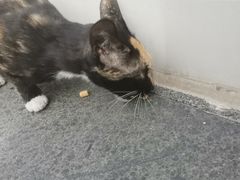 -小猫来了·猫舍(红山六九七九店)