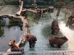-深圳野生动物园