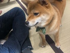 -逗柴咖啡屋·狗咖猫咖宠物桌游