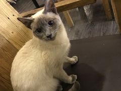 -吉丁鸟咖·异宠·寄养