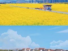 -桑洲油菜花景区