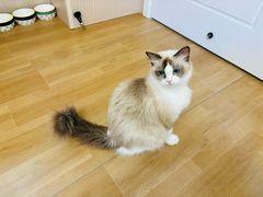 -唐小姐の私宠·宠物洗护美容·撸猫馆·购宠(周浦万达旗舰店)