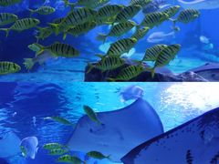 -海合安天津极地海洋公园