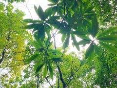 -南山植物园