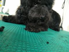-优缇多格专业宠物美容师培训学校