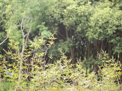 -同里国家湿地公园