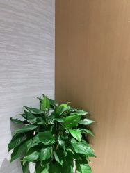 -苑苑vbeauty科技美容SPA