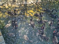 -长白岛森林公园