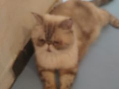 猫-猫色咖啡·猫咖