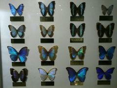 -上海昆虫博物馆