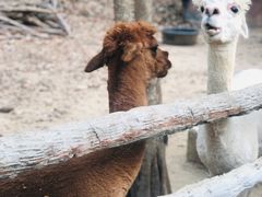 -清迈夜间动物园