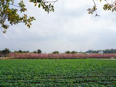 景点-天适樱花悠乐园