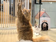 -藏猫猫咖啡主题馆(中央大道店)