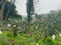 -樱桃山旅游景区