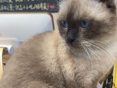 -Heymao猫咖.咖啡厅(东门店)