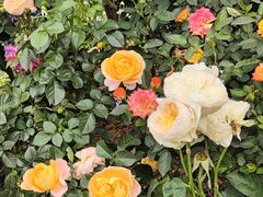 -人民公园(罗湖区)