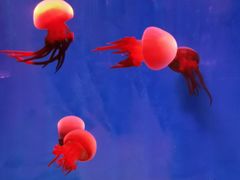 -石林冰雪海洋世界