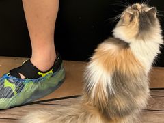 -爪爪喵星球·猫舍(卓悦中心店)