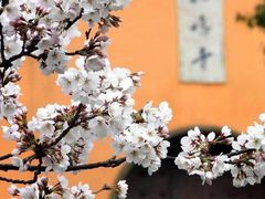 -鸡鸣寺