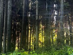 -武陵山森林公园