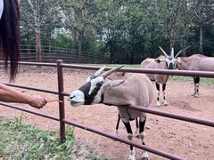 -大连森林动物园