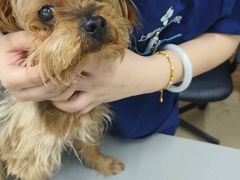 -爱侣宠医·鹦鹉专科·小型哺乳类·异宠专科(灵石路店)