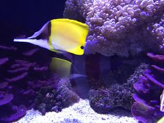 -西雅图水族馆