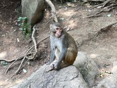 -黔灵山公园