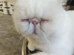 -More Fun猫咖 二十只万元加菲主题