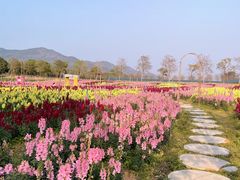 -天适樱花悠乐园