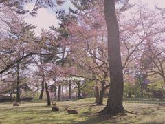 -岚山嵯峨野观光小火车
