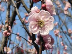 -梅花山(明孝陵内)