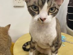 -有喵·猫咖·狗咖·30几只猫10只小狗(岗厦店)