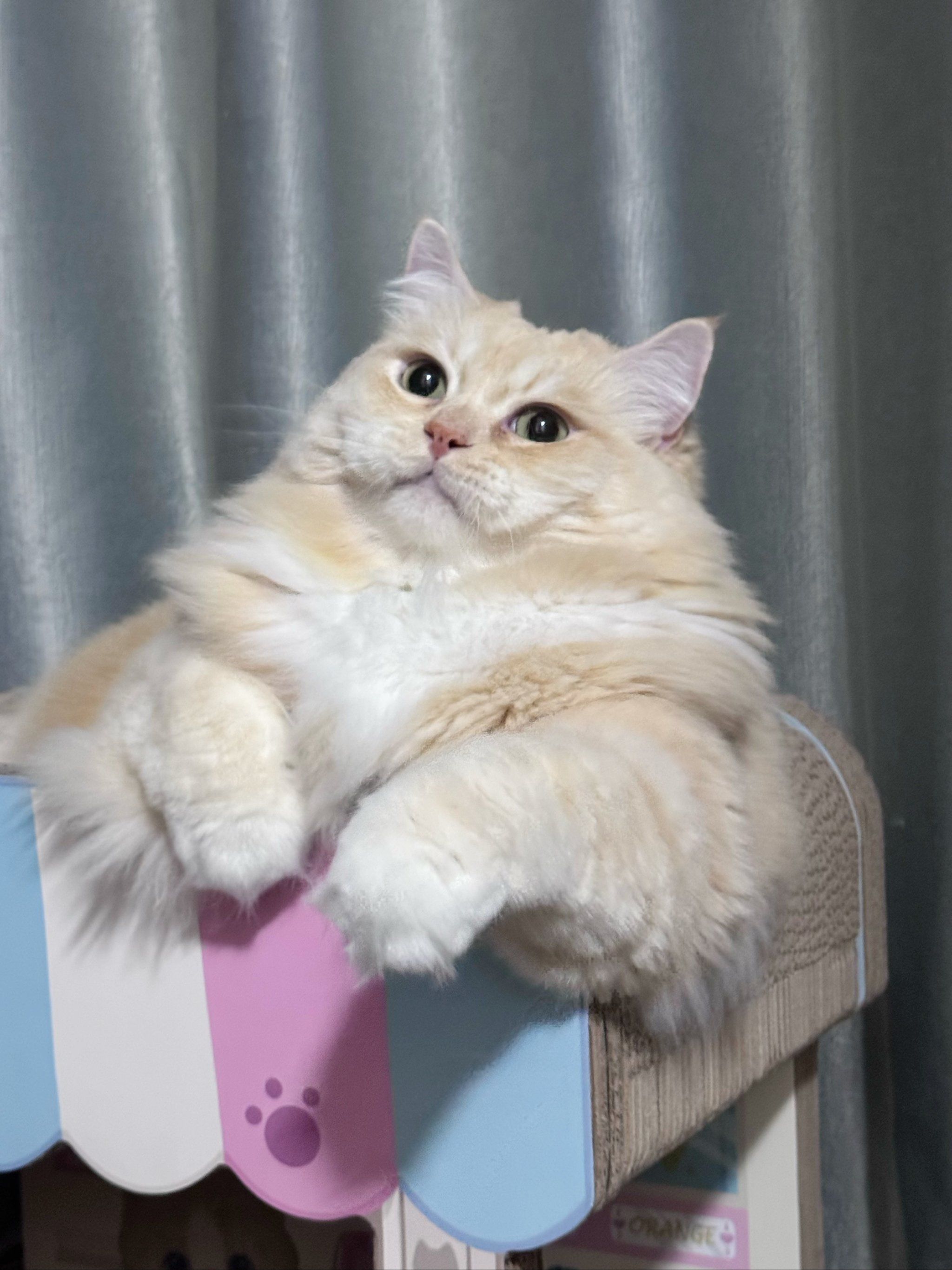 猫耳朵摸着热热的正常吗