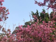 -狐尾山公园