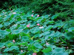 -云溪植物园
