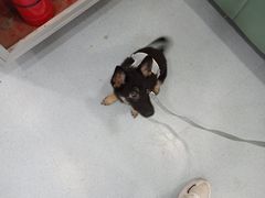 -佳怡动物医院·平价24小时·猫专科骨外科