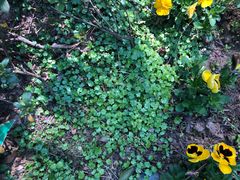 -合肥滨湖国家森林公园