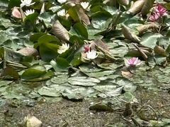 -绿堤公园