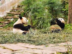 -中国大熊猫保护研究中心雅安碧峰峡基地